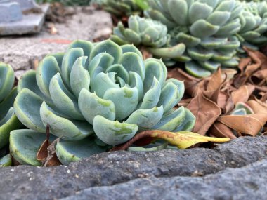 Topraktaki yeşil yapraklı sulular.