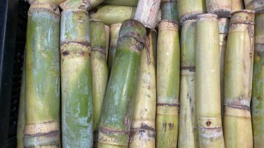 Yeşil şeker kamışını kapat. 