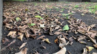 Kahverengi sonbahar yaprakları doğada