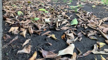 Kahverengi sonbahar yaprakları doğada