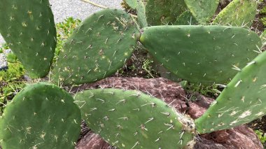 Yeşil dikenli kaktüs yakın