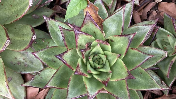 Close View Echeveria Suculent Maguey Plant — стоковое фото