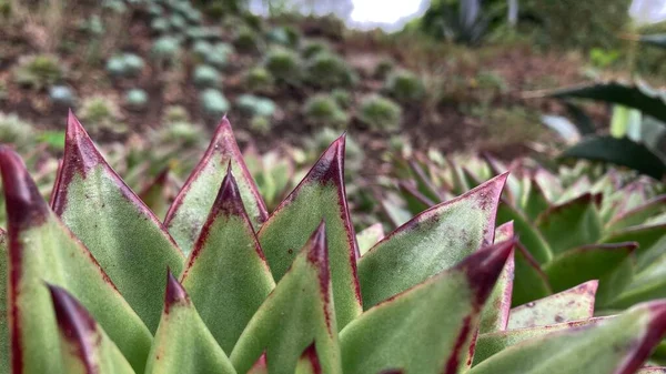 Dichtbij Echeveria Suculent Maguey Plant — Stockfoto