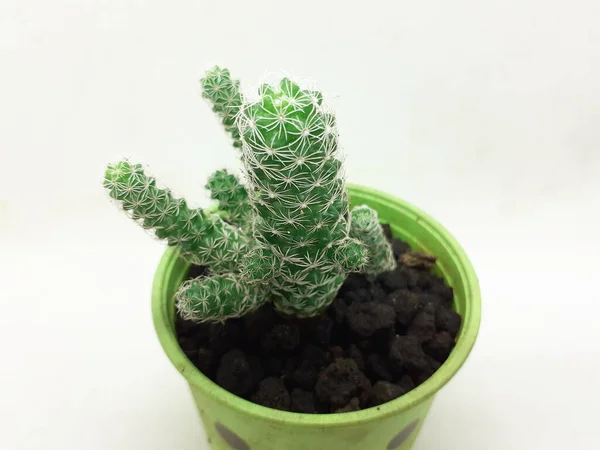 Serie Pequeña Planta Maceta Sobre Fondo Aislamiento Blanco — Foto de Stock