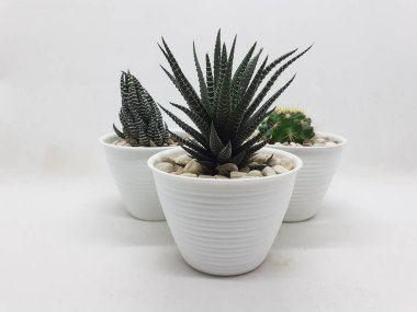 Temiz Seramik Saksıda Güzel Doğal Yeşil Kaktüs Bitkisi Beyaz İzole Arkaplanda Taş Aksesuarları