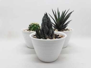 Temiz Seramik Saksıda Güzel Doğal Yeşil Kaktüs Bitkisi Beyaz İzole Arkaplanda Taş Aksesuarları