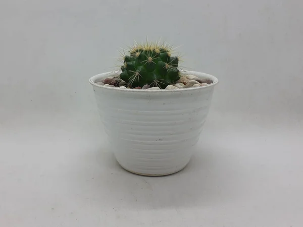 Schöne Natürliche Grüne Kaktuspflanze Sauberen Keramiktopf Mit Steinen Zubehör Weiß — Stockfoto