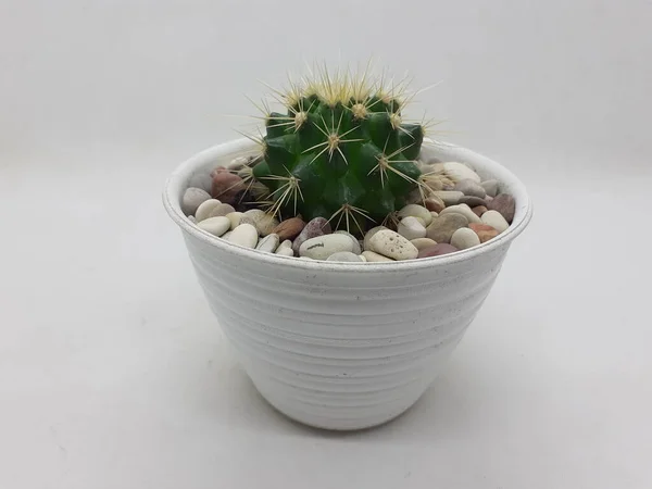 Schöne Natürliche Grüne Kaktuspflanze Sauberen Keramiktopf Mit Steinen Zubehör Weiß — Stockfoto
