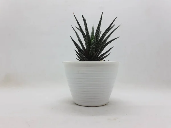 Bella Pianta Cactus Verde Naturale Vaso Ceramica Pulita Con Accessori — Foto Stock