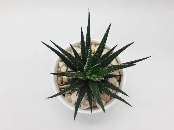 Vacker Naturlig Grön Kaktus Växt Ren Keramik Pot Med Stenar — Stockfoto