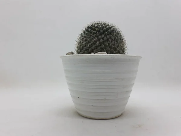 Vacker Naturlig Grön Kaktus Växt Ren Keramik Pot Med Stenar — Stockfoto