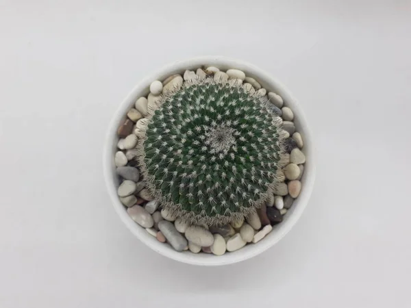 Bella Pianta Cactus Verde Naturale Vaso Ceramica Pulita Con Accessori — Foto Stock