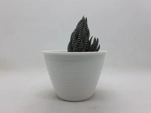 Bella Pianta Cactus Verde Naturale Vaso Ceramica Pulita Con Accessori — Foto Stock