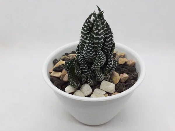 Smukke Naturlige Grønne Kaktus Plante Ren Keramik Pot Med Sten - Stock-foto