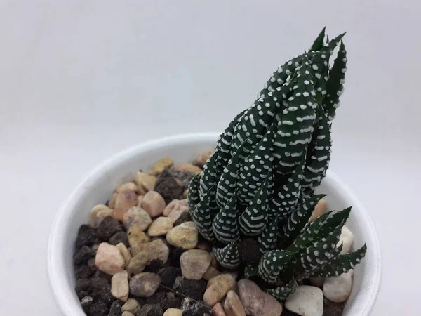 Piękny Naturalny Zielony Kaktus Roślin Czystej Ceramicznej Doniczce Kamieni Akcesoria — Zdjęcie stockowe