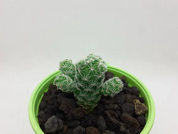 Bella Pianta Cactus Verde Naturale Vaso Ceramica Pulita Con Accessori — Foto Stock