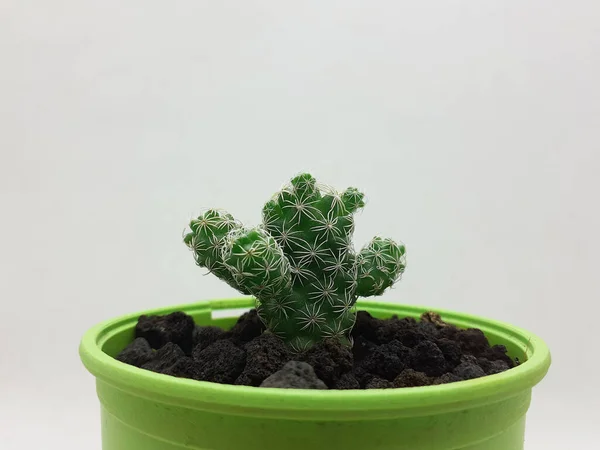 Belle Plante Cactus Vert Naturel Dans Pot Céramique Propre Avec — Photo