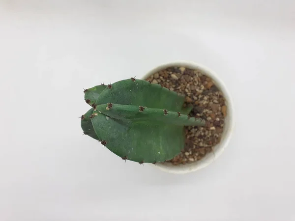 Hermosa Planta Cactus Verde Natural Maceta Cerámica Limpia Con Piedras —  Fotos de Stock