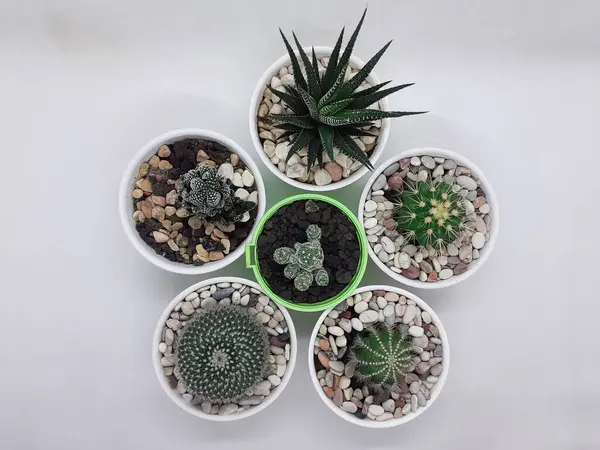 Belle Plante Cactus Vert Naturel Dans Pot Céramique Propre Avec — Photo