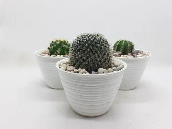 Hermosa Planta Cactus Verde Natural Maceta Cerámica Limpia Con Piedras — Foto de Stock