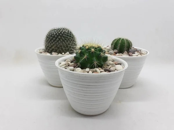 Mooie Natural Green Cactus Plant Schone Keramische Pot Met Stenen — Stockfoto
