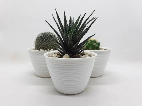 Mooie Natural Green Cactus Plant Schone Keramische Pot Met Stenen — Stockfoto