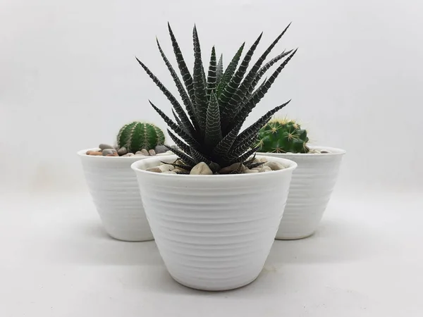 Bella Pianta Cactus Verde Naturale Vaso Ceramica Pulita Con Accessori — Foto Stock