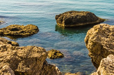 Sudak Kırım'da defne