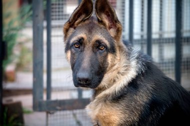 Bir Alman çoban köpeğinin sabırsız bakışları.