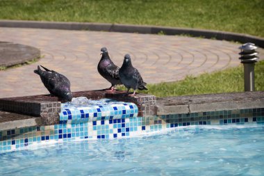 Güvercinler parkta içerler.