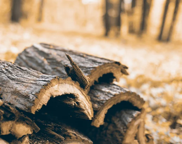 Stacked firewood in the forest background — Stock Photo, Image
