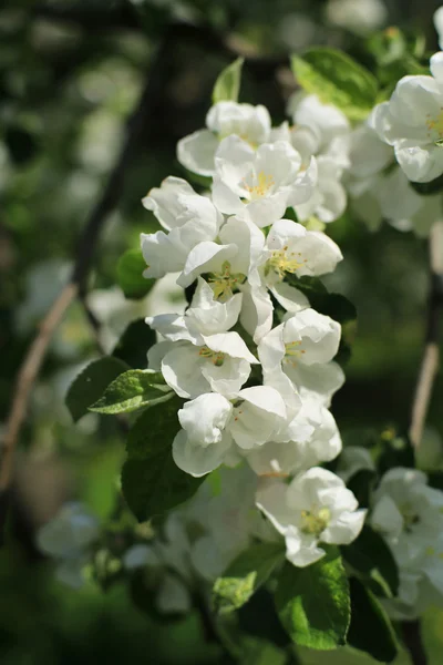 Fleurs blanches Pommier — Photo