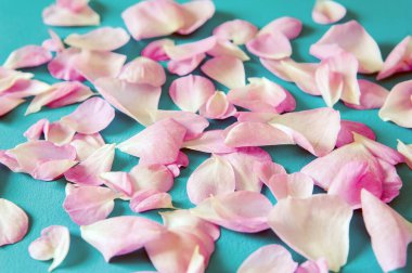 Mavi arka planda pembe gül yaprakları. Yakın plan, üst manzara..