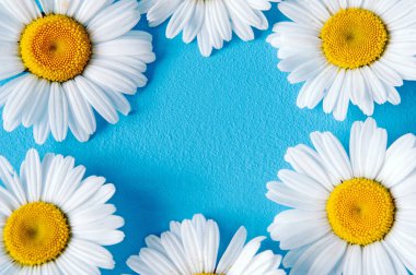 Mavi renkli pastel arka planda papatya çiçekleri çerçevesi. Çiçek mockup düz çerçeve kompozisyonu fotokopi alanı ile yatıyordu.