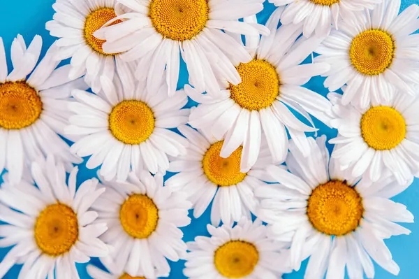 Квітковий Візерунок Ромашковими Квітами Синьому Модному Пастельному Тлі Квітковий Макет — стокове фото