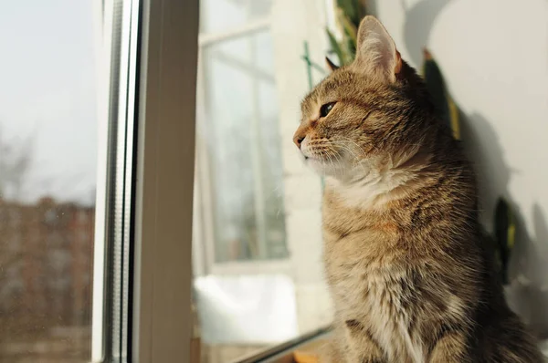 Tabby Gato Cinzento Olhando Para Janela Close Retrato Animal Doméstico — Fotografia de Stock
