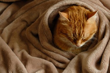 Ev yatağında uyuyan sevimli kızıl kedi. Yakın plan portre. Yaşlı yerli tekir kedi dinleniyor. Hayvan terapisi..