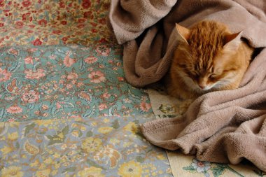 Ev yatağında uyuyan sevimli turuncu tüylü kedi. Yakın plan portre. Yaşlı yerli tekir kedi dinleniyor. Hayvan terapisi..