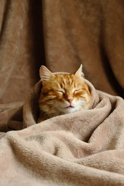 Sleeping Cute Ginger Cat Home Bed Close Portrait Domestic Adult — Fotografia de Stock