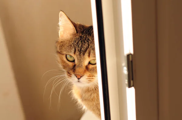 Tabby Zmęczony Kot Zielonymi Oczami Brązowym Futrem Wygląda Sennie Close — Zdjęcie stockowe