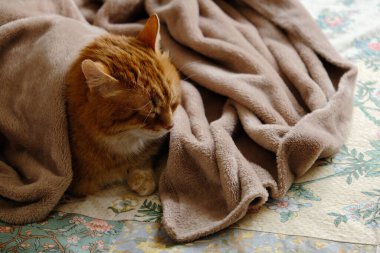 Ev yatağında uyuyan sevimli turuncu tüylü kedi. Yakın plan portre. Yaşlı yerli tekir kedi dinleniyor. Hayvan terapisi..