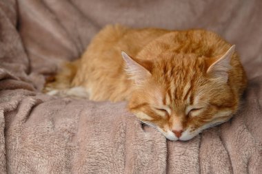 Ev yatağında uyuyan sevimli kızıl kedi. Yakın plan portre. Yaşlı yerli tekir kedi dinleniyor. Hayvan terapisi..