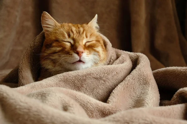 Sleeping Cute Orange Fluffy Cat Home Bed Close Portrait Domestic — Zdjęcie stockowe