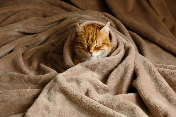 Sleeping cute orange fluffy cat in a home bed. Close-up portrait. Domestic adult senior tabby cat having a rest. Pet therapy.