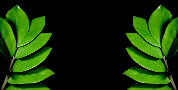 Zelené Listy Zamioculcas Zamiifolia Černém Pozadí Zblízka Krásná Lesklá Větev — Stock fotografie