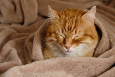 Ev yatağında uyuyan sevimli kızıl kedi. Yakın plan portre. Yaşlı yerli tekir kedi dinleniyor. Hayvan terapisi..
