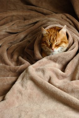 Ev yatağında uyuyan sevimli kızıl kedi. Yakın plan portre. Yaşlı yerli tekir kedi dinleniyor. Hayvan terapisi..