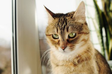 Pencere pervazında elinde çiçeklerle oturan tekir gri kedi. Evcil, sıkılmış bir hayvanın yakın plan portresi..