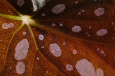 Begonia maculata bitki arka planı, makro. Alabalık begonyası beyaz noktalı ve metalik parıltılı yapraklar, yakın çekim. Benekli begonya bitkisi pembe mızrak yaprakları ve kırmızı alt yüzeyi var.. 