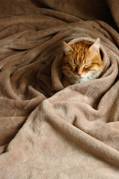 Κοιμωμένη Γλυκιά Κοκκινομάλλα Γάτα Ένα Κρεβάτι Στο Σπίτι Κοντινό Πορτραίτο — Φωτογραφία Αρχείου
